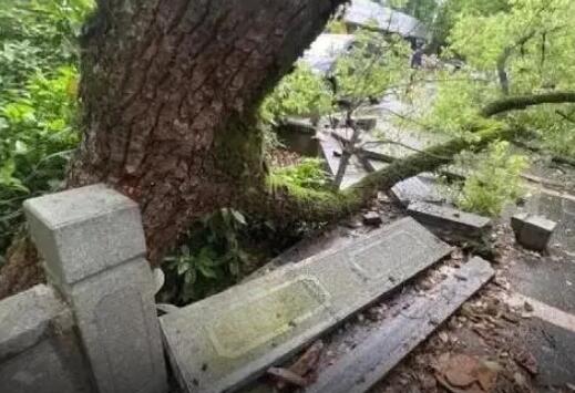 西湖邊500年古樟樹(shù)被撞斷該怎么賠 到底有多貴？
