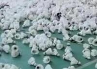 男子打掃球館懸梁發(fā)現(xiàn)大量羽毛球 為什么驚訝不已？