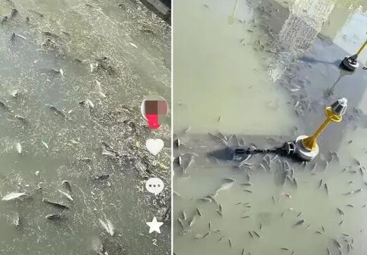 上?，F(xiàn)無序放生 最多1天撈1噸死魚 為什么死這么多？