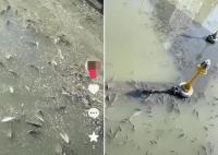 上?，F(xiàn)無序放生 最多1天撈1噸死魚 為什么死這么多？