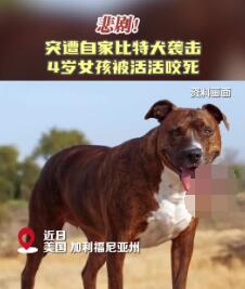 美國4歲女孩遭自家比特犬襲擊致死 實(shí)在太悲劇了