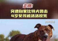 美國(guó)4歲女孩遭自家比特犬襲擊致死 實(shí)在太悲劇了