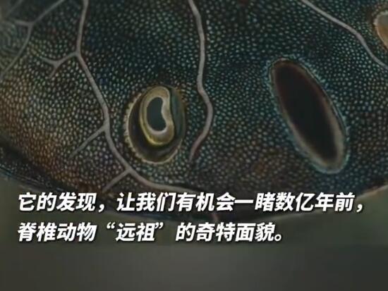 考古發(fā)現(xiàn)4億年前人類四肢線索 實(shí)在太罕見了