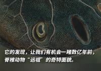 考古發(fā)現(xiàn)4億年前人類四肢線索 實在太罕見了