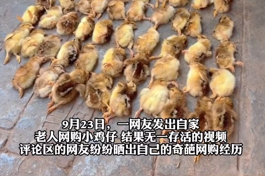 爺爺網(wǎng)購50只雞仔無一存活 為什么都死了什么原因？
