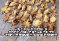 爺爺網(wǎng)購50只雞仔無一存活 為什么都死了什么原因？