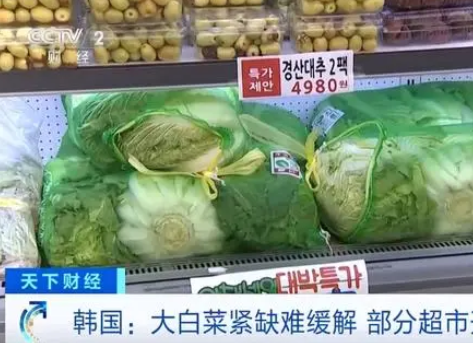 韓國人用卷心菜娃娃菜代替大白菜 為什么斷貨什么原因？
