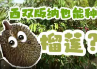 金枕榴蓮在云南試種成功 到底是不是真的？
