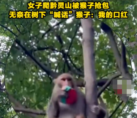 女子爬黔靈山被猴子搶包 這也太無(wú)奈了