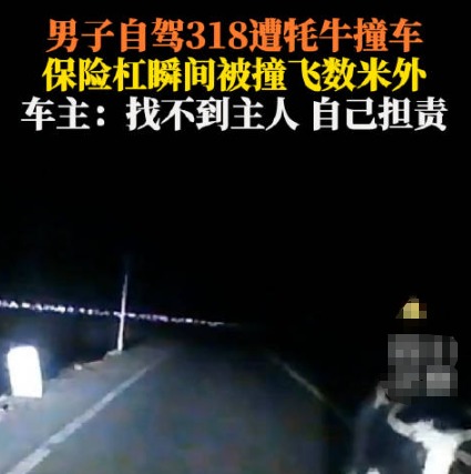 男子自駕318遭牦牛撞飛保險杠 實在太恐怖了