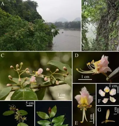 廣西發(fā)現(xiàn)新物種陽朔風箏果 實在太罕見了