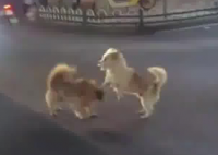 小狗掐架導(dǎo)致堵車 因為太萌沒人勸架 這也太罕見了