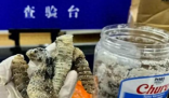 海關查獲1.2公斤生腌響尾蛇 到底是什么樣的？