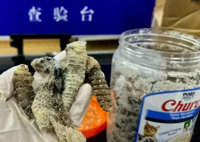 海關(guān)查獲1.2公斤生腌響尾蛇 到底是什么樣的？