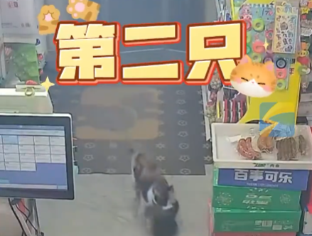 流浪貓生產(chǎn)后把小貓崽叼給店主 實(shí)在太感人了