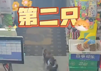 流浪貓生產(chǎn)后把小貓崽叼給店主 實(shí)在太感人了