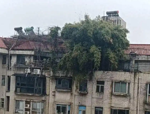 長(zhǎng)沙一小區(qū)樓頂被種出茂密“叢林” 這也太罕見(jiàn)了