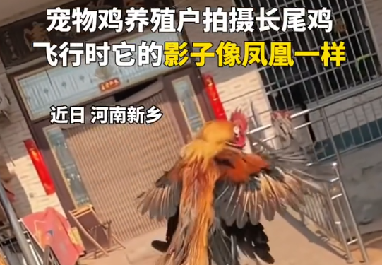 小伙養(yǎng)的長(zhǎng)尾雞酷似鳳凰 到底是什么樣的？