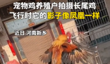 小伙養(yǎng)的長(zhǎng)尾雞酷似鳳凰 到底是什么樣的？