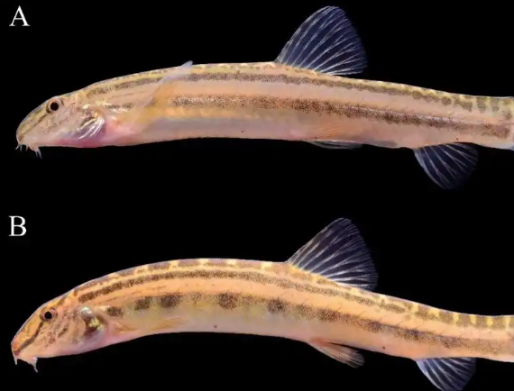 北京發(fā)現(xiàn)魚類新物種以Beijing命名 到底是什么樣的？