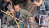 村民老屋拆遷挖出近40斤重娃娃魚 這也太罕見了