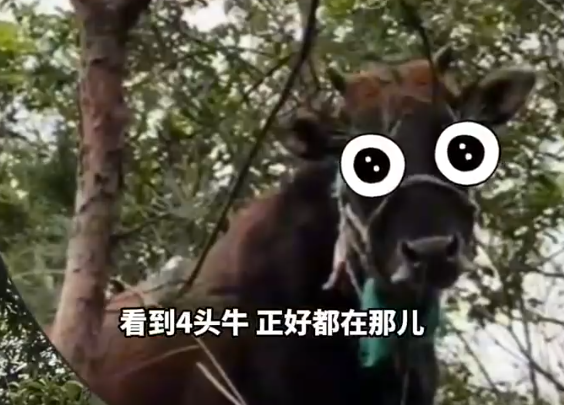 女生戶外徒步觸發(fā)支線找牛任務(wù) 這也太意外了