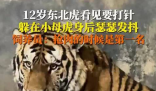飼養(yǎng)員回應(yīng)東北虎打針嚇到抖 這也太搞笑了