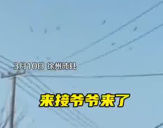 老人去世下葬當(dāng)天飛來一群仙鶴 實在太罕見了