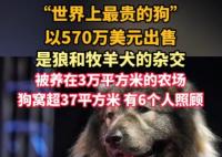“世界上最貴的狗”賣出570萬美元 為什么這么貴？