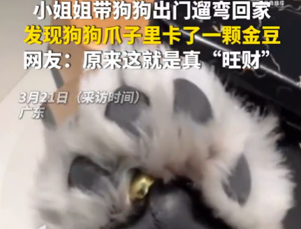 女子遛狗 狗爪夾回一塊3克重金豆 到底是不是真的？