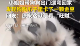 女子遛狗 狗爪夾回一塊3克重金豆 到底是不是真的？