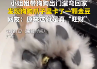 女子遛狗 狗爪夾回一塊3克重金豆 到底是不是真的？