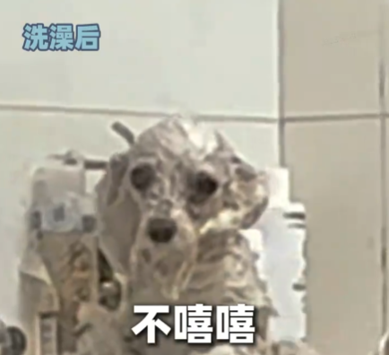 小狗洗澡后秒變被嗦過的芒果核 究竟是什么樣的？