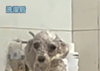 小狗洗澡后秒變被嗦過的芒果核 究竟是什么樣的？