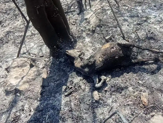 老人上墳燒死67只羊沒錢賠 究竟是怎么回事？