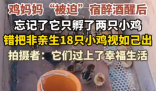 雞媽媽宿醉酒醒后錯(cuò)把18只雞仔當(dāng)娃 悉心照料