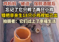 雞媽媽宿醉酒醒后錯(cuò)把18只雞仔當(dāng)娃 悉心照料