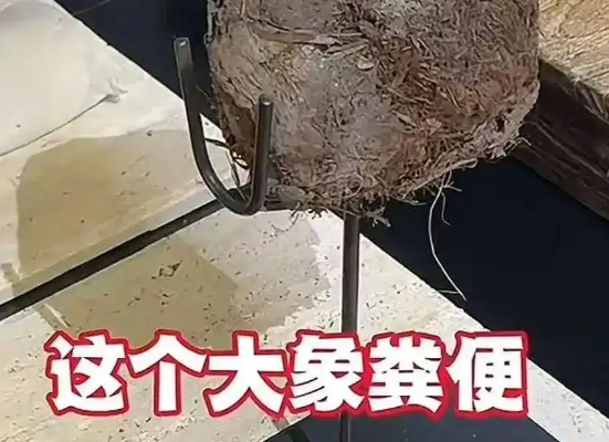上海人均3888吃象糞甜品餐廳已停業(yè) 事件始末2025最新消息