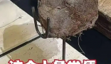 上海人均3888吃象糞甜品餐廳已停業(yè) 事件始末2025最新消息