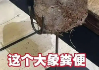 上海人均3888吃象糞甜品餐廳已停業(yè) 事件始末2025最新消息