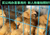 男子網(wǎng)購(gòu)20只被閹公雞全下蛋了 實(shí)在太崩潰了