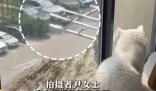 小鳥與貓咪結仇隔窗空投糞便 究竟是怎么回事？