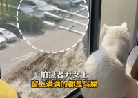 小鳥與貓咪結(jié)仇隔窗空投糞便 究竟是怎么回事？