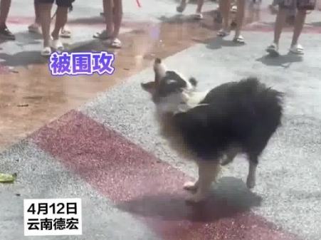 小狗在潑水節(jié)被潑到無力反抗 實在太崩潰了