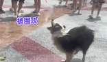 小狗在潑水節(jié)被潑到無(wú)力反抗 實(shí)在太崩潰了