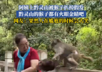 大媽逗黔靈山猴子玩被抓掉假發(fā) 實(shí)在太搞笑了