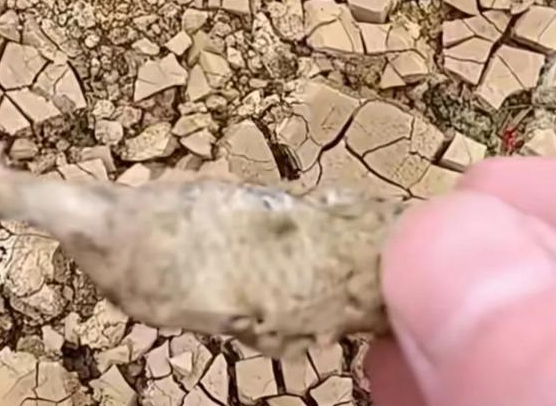 廣西貴港大旱 池塘干涸魚曬成魚干 為什么這么嚴(yán)重？
