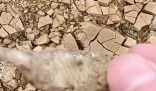 廣西貴港大旱 池塘干涸魚曬成魚干 為什么這么嚴(yán)重？